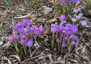 Przedszkolny ogródek z kwitnącymi krokusami.