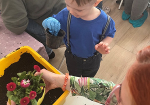 Chłopiec wsypuje ziemię do doniczki z kwiatkiem.