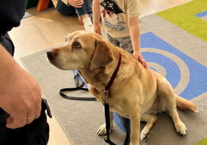 Chłopiec podchodzi do psa.