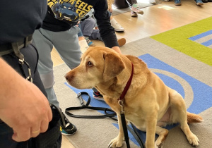 Chłopiec głaska psa.