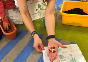 Nauczycielka na dłoni pokazuje ziarna fasoli do sadzenia.