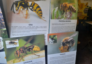 Zdjęcie ilustracji z pszczołami.
