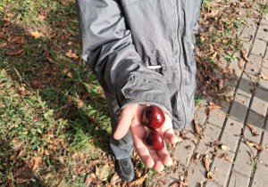Zdjęcie zebranych kasztanów.