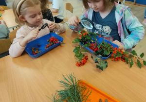 Dziewczynki obserwują jarzębinę spod lupy.