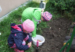 dziewczynki sadzą cebulki
