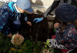 Dzieci i nauczycielka sadzą cebulę