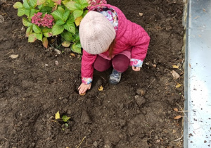 dziewczynka sadzi cebulkę