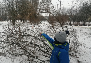 Chłopiec pokazuje przywieszony na gałęzi przysmak.