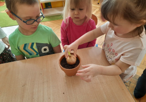 Dziewczynka sadzi cebulę do ziemi.