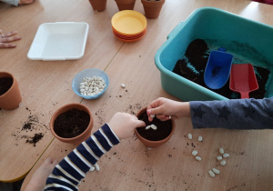 Dzieci sadzą fasolki do ziemi.