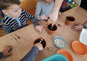 Dzieci sadzą fasolki do ziemi.