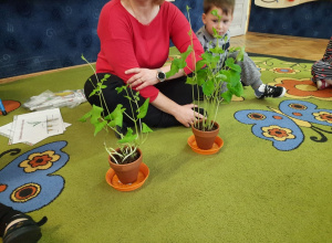 Poznajemy budowę roślin