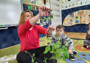 Nauczycielka wymienia części rośliny- korzeń, łodyga i liście.