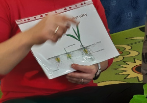 Nauczycielka na ilustracji pokazuje wzrost rośliny.