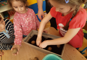 Dziewczynki sadzą do doniczki ziemniaki.