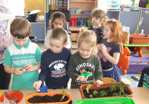 Dzieci sadzą pietruszkę, cebulę i czosnek.