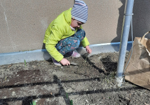 Dziewczynka sadzi cebule kwiatowe.
