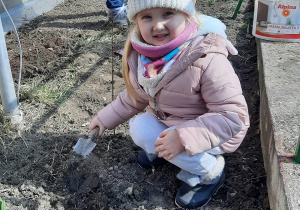 Dziewczynak sadzi cebule kwiatowe.