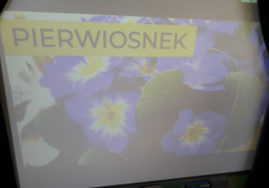 Slajd prezentacji multimedialnej o wiosennych kwiatach.