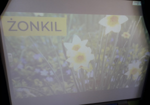 Slajd prezentacji multimedialnej o wiosennych kwiatach.