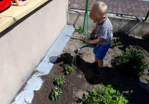 Chłopiec podlewa posadzone kwiaty.