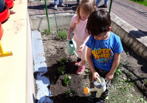 Dzieci podlewają posadzone kwiaty.