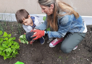 Chłopiec z pomocą nauczycielki wyciąga roślinę z doniczki.