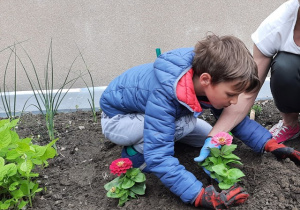 Chłopiec sadzi kwiatka w ziemi.
