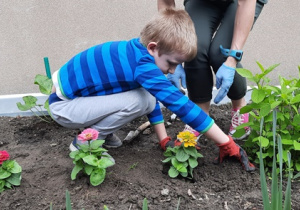 Chłopiec obsypuje kwiatka ziemią.