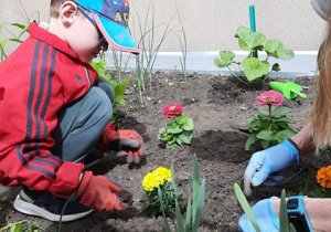 Chłopiec sadzi aksamitkę w ziemi.