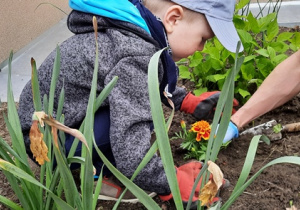 Chłopiec sadzi aksamitkę w ziemi.