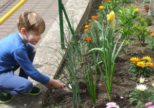 Chłopiec wykopuje dołek na kwiatek.