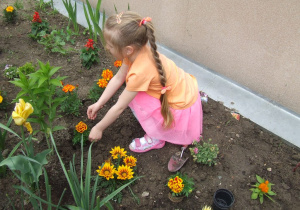 Dziewczynka sadzi kwiatek w ziemię.
