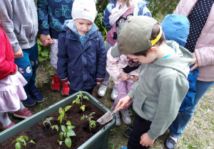 Dzieci sadzą sadzonki warzyw.