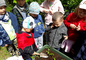 Dzieci sadzą sadzonki warzyw.