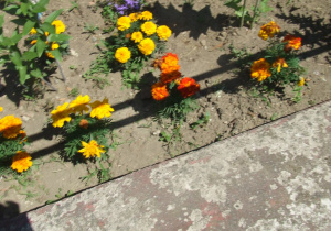 Zdjęcie kwiatków wykonane przez małego fotografa.