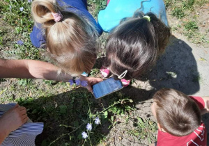 Dzieci oglądają kwiaty i znajdują ich nazwy w aplikacji na telefon.