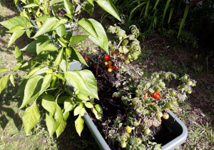 Skrzynia z rosnącymi paprykami i pomidorami