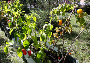 Skrzynia z rosnącymi paprykami i pomidorami