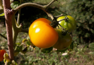 Dojrzewające żółte pomidory