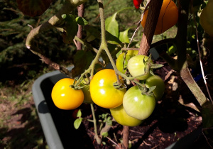 Dojrzewające żółte pomidory