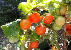 Dojrzewające czerwone pomidory