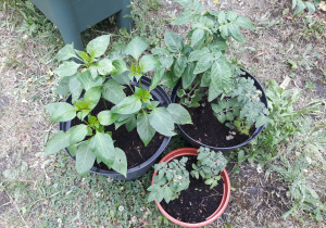 Rosną pomidory i paptyki 25.06