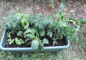 Rosną pomidory i paptyki i bazylia 25.06