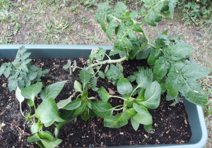 Rosną pomidory i paptyki 25.06
