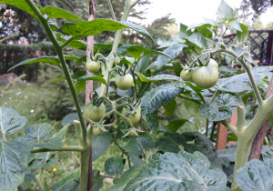 Rosną pomidory 20.07
