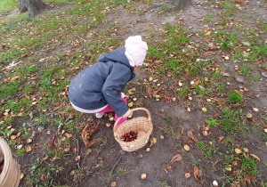 Dziewczynka zbiera kasztany.