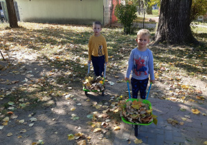 Dwaj chłopcy wiozą taczkami liście.