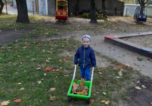 Chłopiec wiezie liście na taczce.
