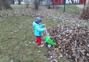 Chłopiec wysypuje z taczek liście.